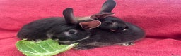 Mixed Breed rabbits for sale: Mixed rabbits  - Advert 1
