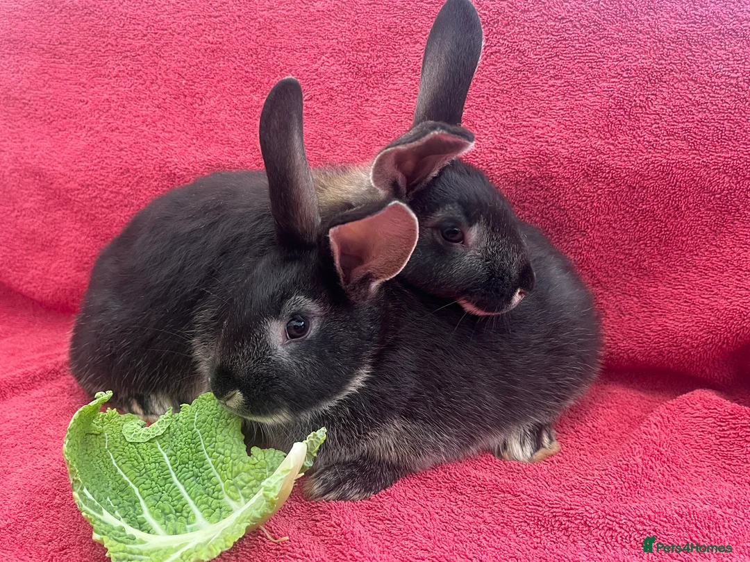 Mixed Breed rabbits for sale: Many Mixed rabbits  - Advert 1