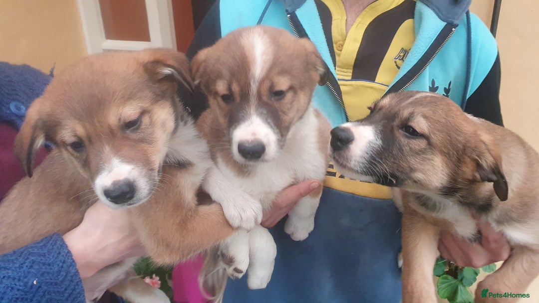 Border Collie dogs for sale: Gorgeous Border Collie Puppies! - Advert 4