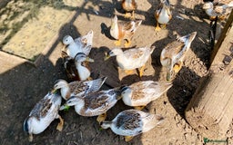 Ducks poultry for sale: Miniature Silver Appleyard Drakes - Image 7