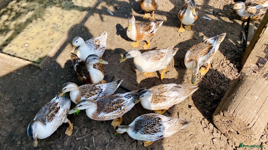 Ducks poultry for sale: Miniature Silver Appleyard Drakes - Image 7