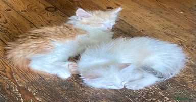 Ragdoll cats in Boston - Advert 11