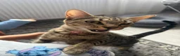 Mixed Breed cats for sale: Tabby bengal girl  - Advert 3