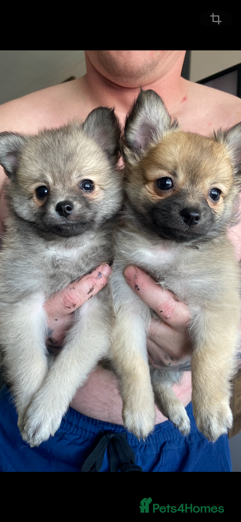 Pomchi dogs Pomeranian puppies  - Advert 4