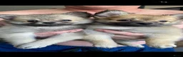 Pomchi dogs for sale: Pomeranian puppies  - Advert 1
