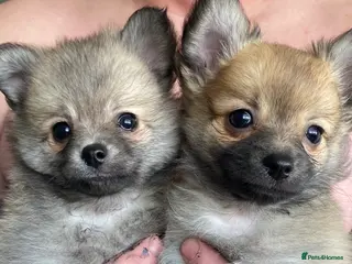 Pomchi dogs Pomeranian puppies - Advert 4