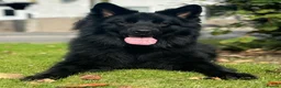 German Shepherd dogs for stud: Black German shepherd stud dog - Advert 1