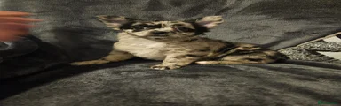 Chihuahua Puppy 2