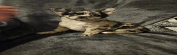 Chihuahua dogs for sale: 2 long coated chihuahua pups  - Advert 16