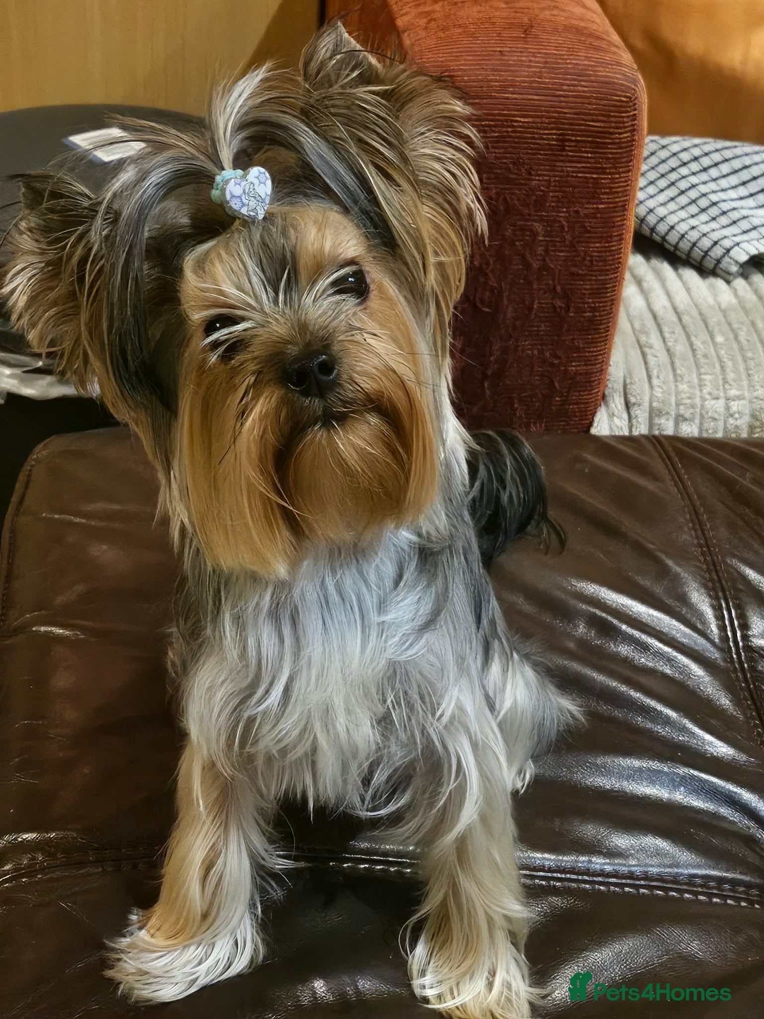 Yorkshire Terrier dogs Yorkshire terrier(3 months old) - Advert 1