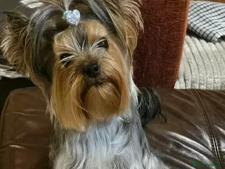 Yorkshire Terrier dogs Yorkshire terrier(3 months old) - Advert 11