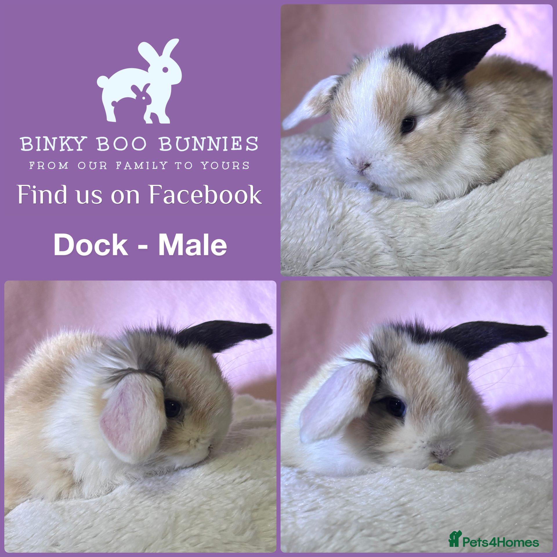 Mini Lop rabbits Mini Lop Babies - Reserve today for homes 25/03.  - Advert 2