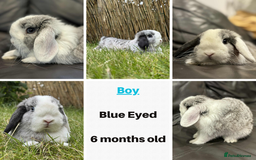 Mini Lop rabbits for sale: Beautiful Mini Lops - Ready Now - 1 Boy 2 Girls - Image 2