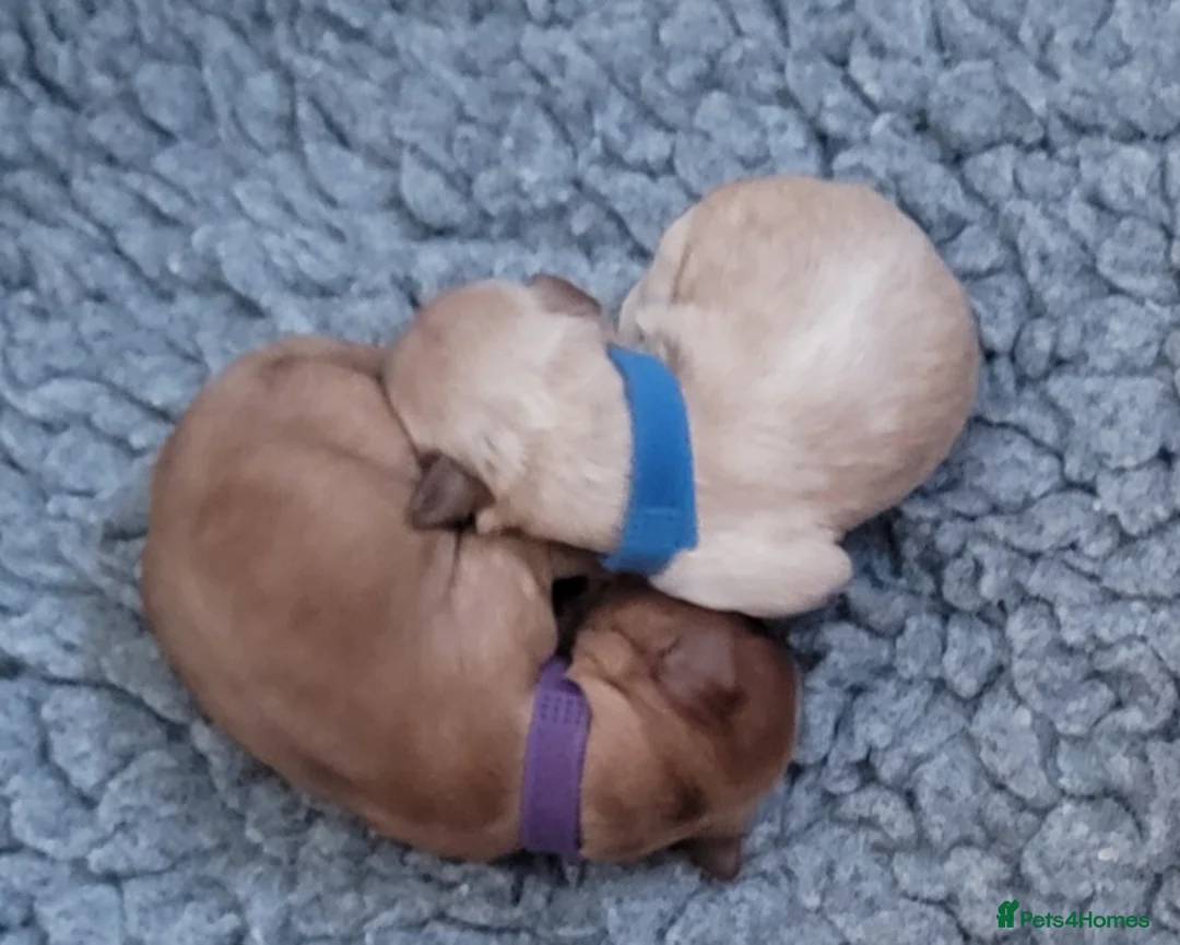 Maltipoo dogs for sale: F1b Maltipoo  - Advert 15