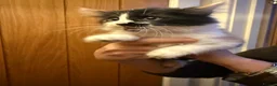 Maine Coon cats for sale: 3 beautiful Maine Coon kittens still available! - Advert 11