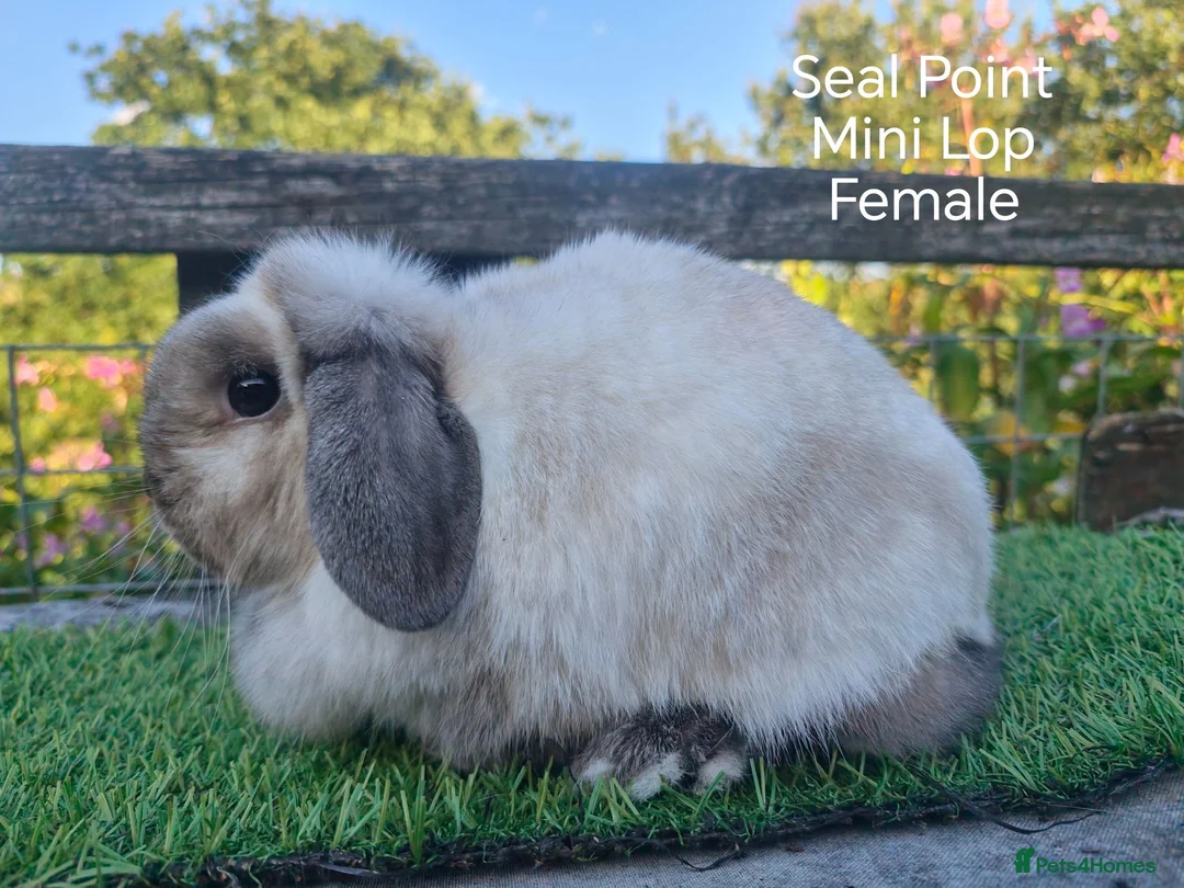 Mini Lop rabbits for sale: Various Adult Mini Lops  - Advert 2