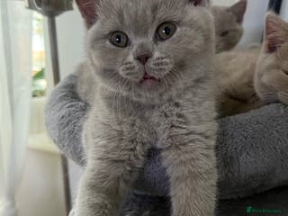 British Shorthair cats 1 Beautiful Girl -British shortHair - Advert 18