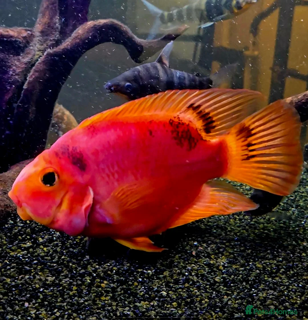 Cichlids fish for sale: Parrot fish in Buckingham - Advert 1