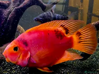 Cichlids fish Parrot fish - Advert 1