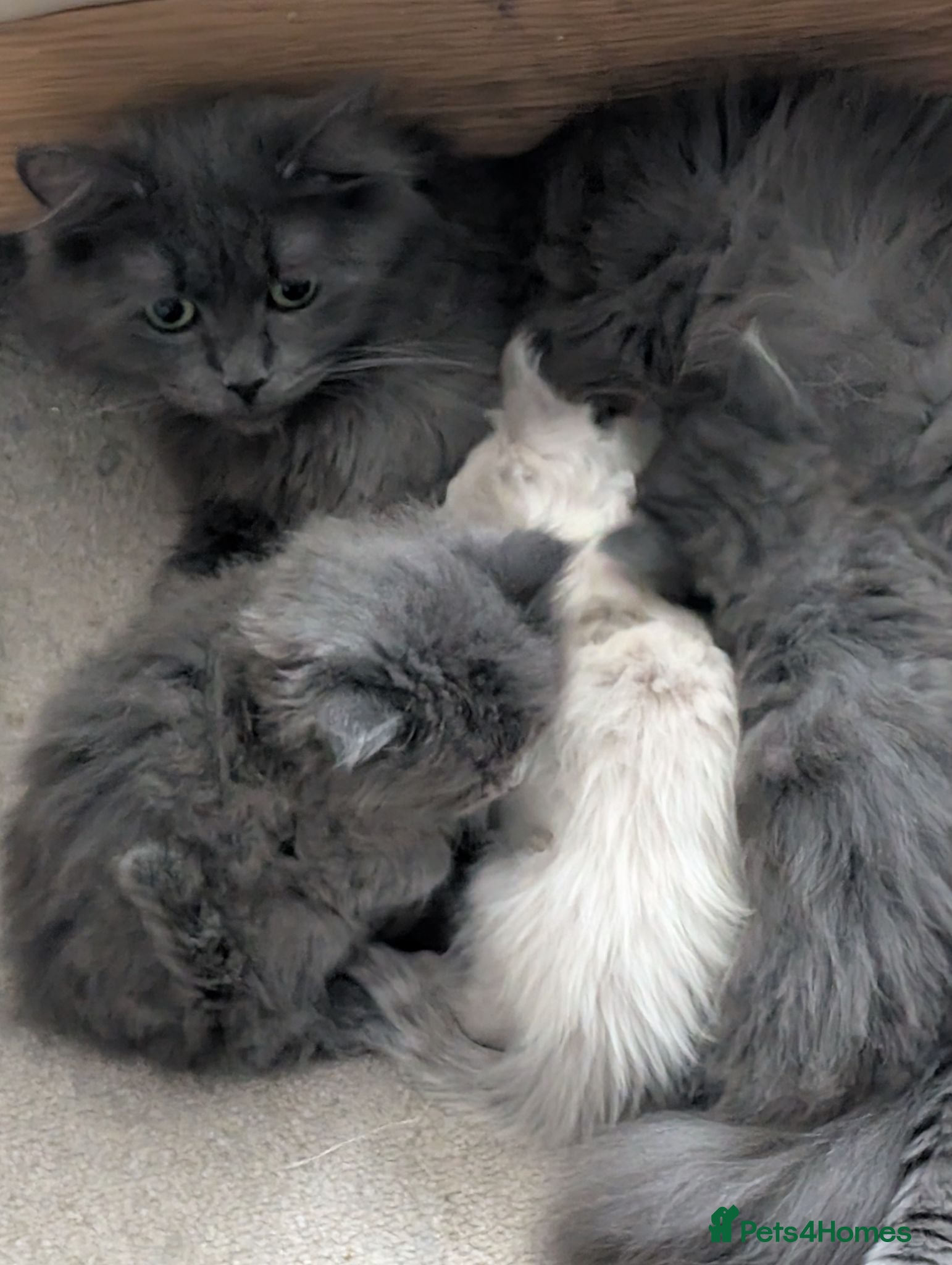 Siberian cats Siberian kitten  - Advert 1