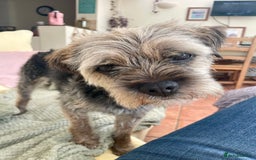 Border Terrier dogs for sale: 5yr old female border terrier  - Image 7