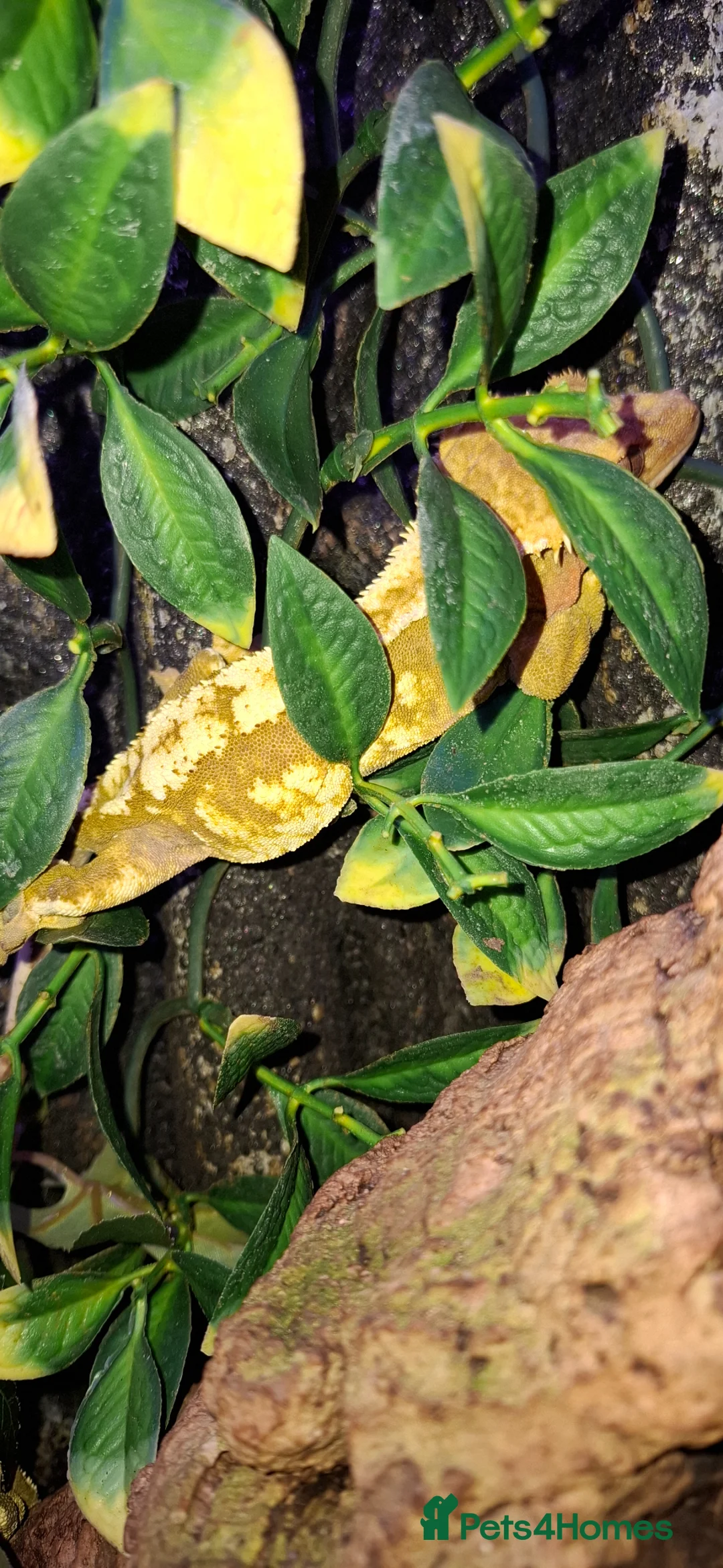 Gecko reptiles for sale: Crested geckos adult females stunning morphs - Advert 2