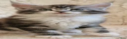 Maine Coon cats for sale: Tica Registered, Russian Line Maine Coon Kittens - Advert 34
