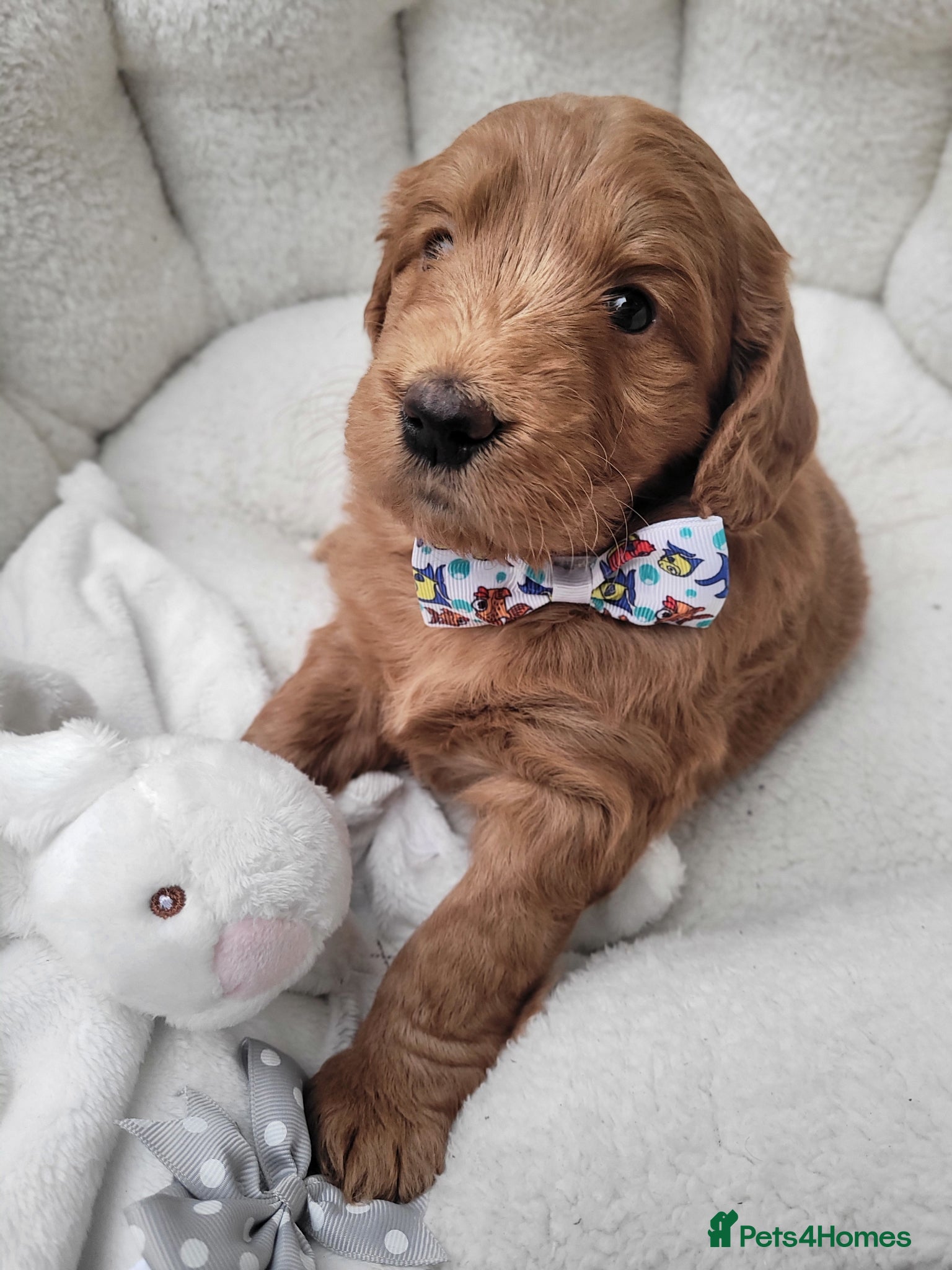 Goldendoodle dogs  F1 Goldendoodles only 1 chunky red boy available  - Advert 8