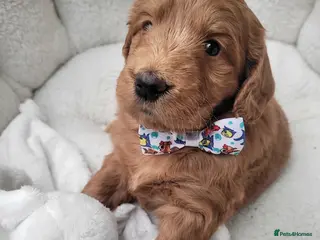 Goldendoodle dogs F1 Goldendoodles only 1 chunky red boy available - Advert 8
