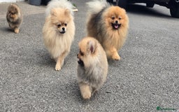 Pomeranian dogs for sale: Tiny Teddy Bear Pomeranians - Image 14