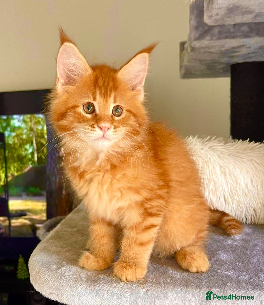 Maine Coon cats for sale: Mane Coon XXXL - Advert 13