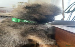 Pomeranian dogs for sale: Pomeranian puppies  - Image 17