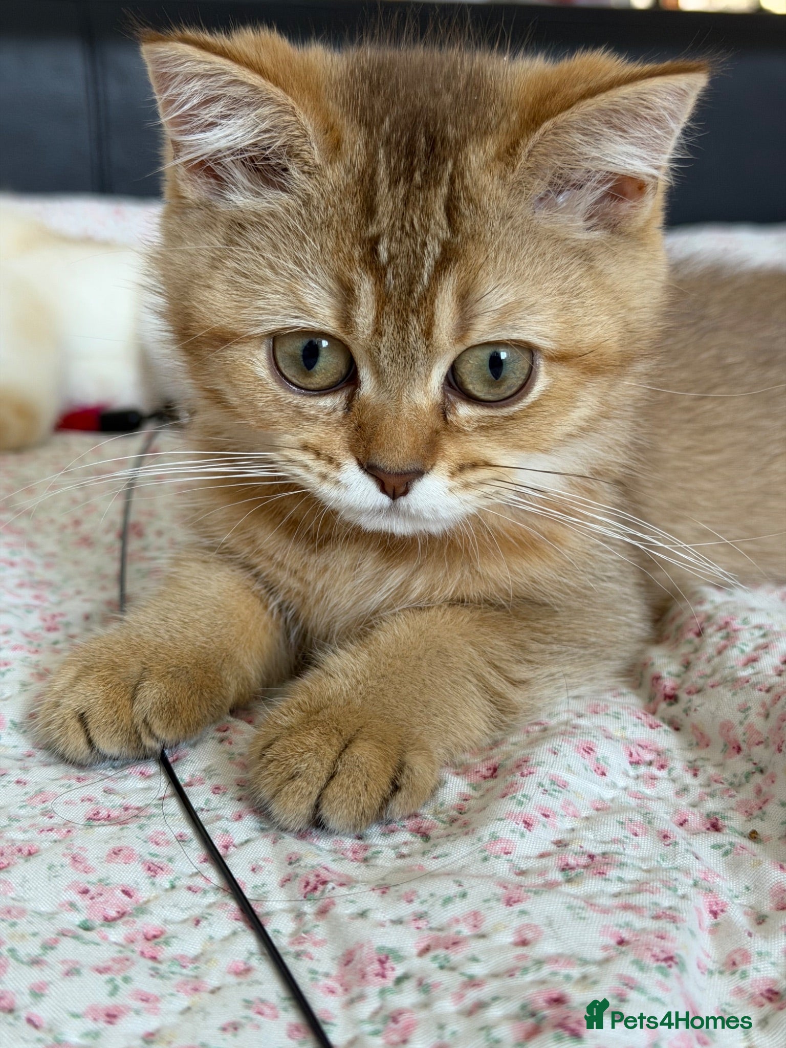 British Shorthair cats 💛 Beautiful Teddy Bear British Shorthair Girl 💛 - Advert 1