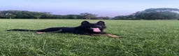 German Shepherd dogs for sale: Bruno German Shepherd  - Advert 5
