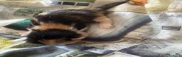 British Shorthair cats for sale:   Kittens looking for their forever homes in Coventry - Advert 13
