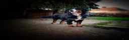 Bernese Mountain Dog dogs for sale: KC Registered Bernese Maountain Dog Puppies - Advert 13