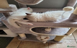 Ragdoll cats for sale: REDUCED Ragdoll kitten ready now - Image 5