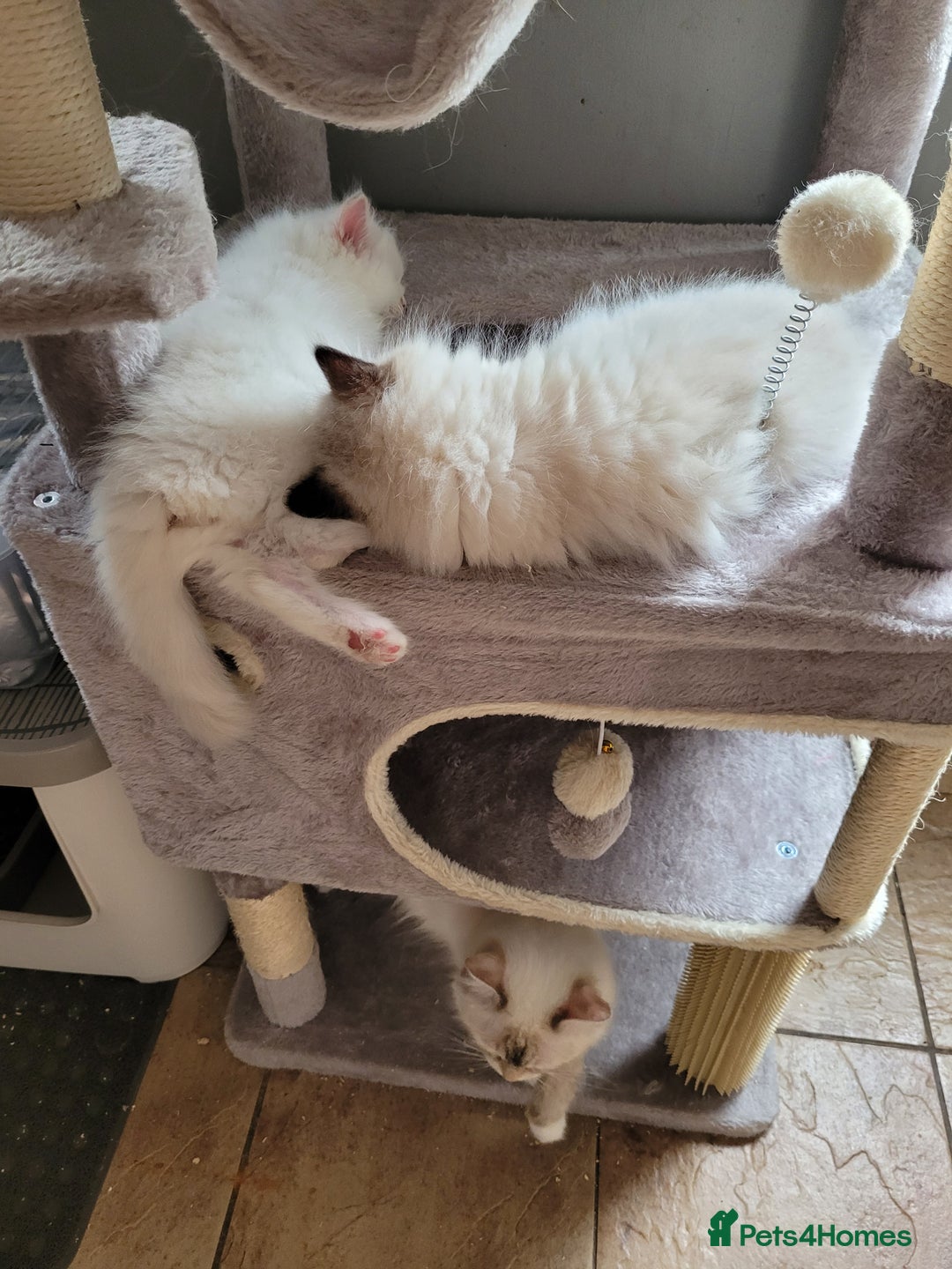 Ragdoll cats for sale: REDUCED Ragdoll kitten ready now - Image 5