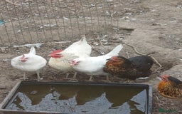 Chickens poultry for sale: Chickens for sale  - Image 1