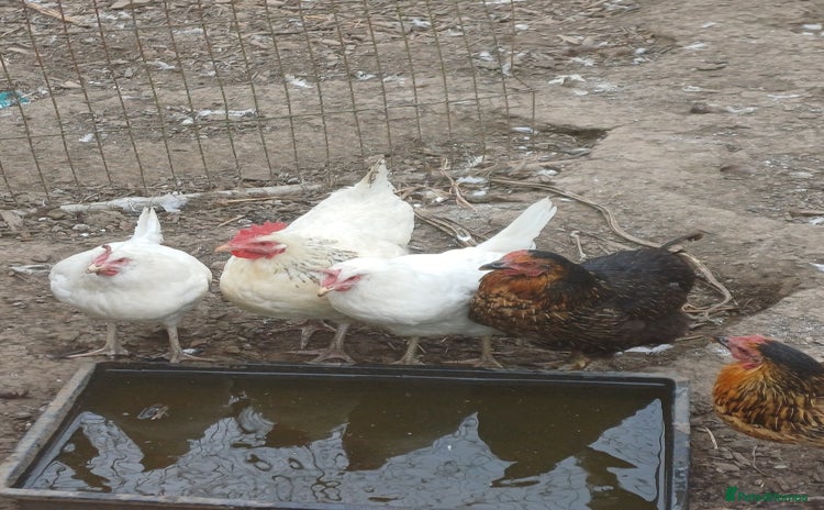Chickens poultry - Advert 1