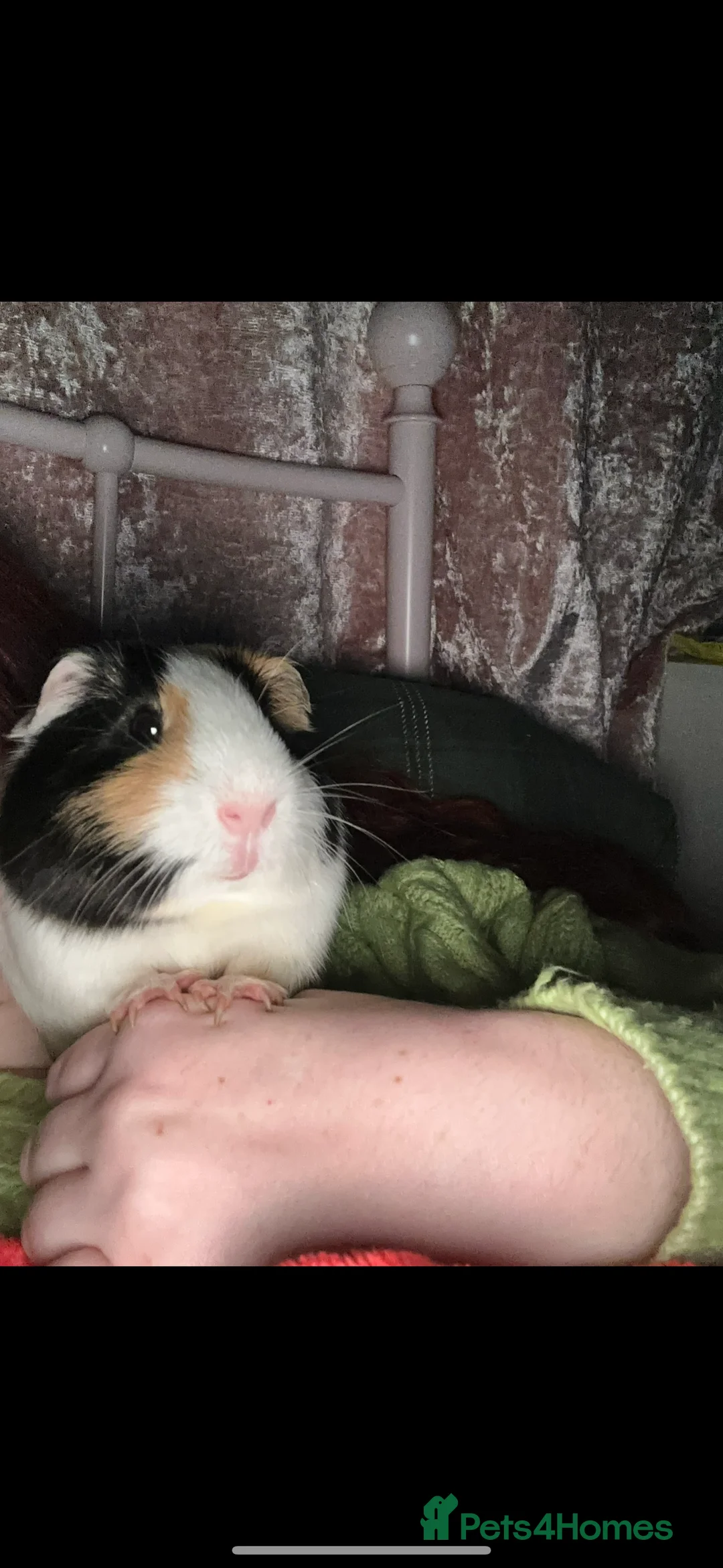 Guinea Pig rodents for sale: Pair of male guinea pigs - Advert 3