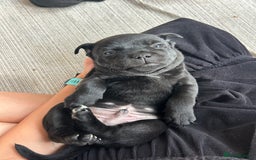 Staffordshire Bull Terrier dogs for sale: Gorgeous Black Boy available from this litter!  - Image 10