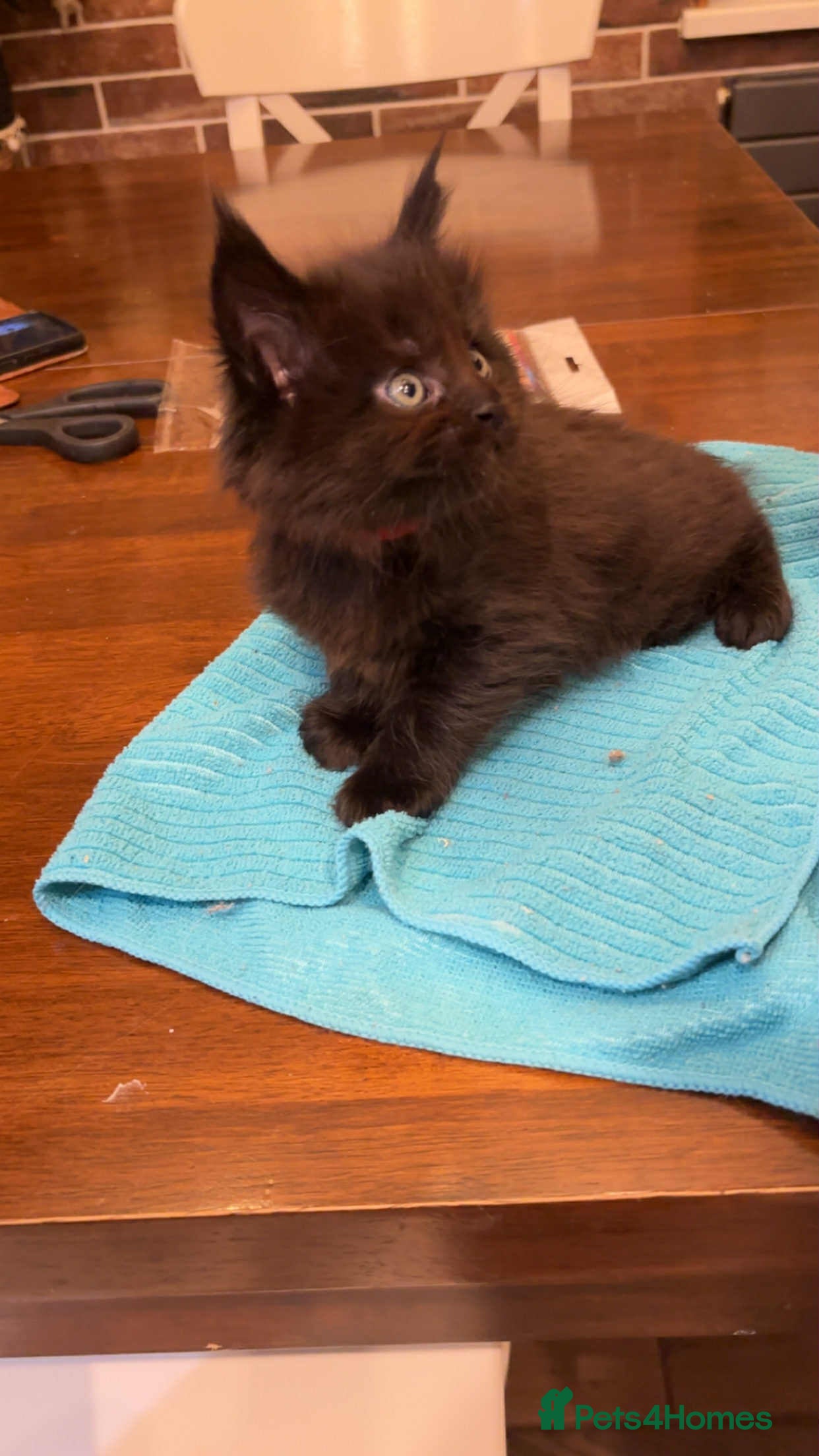 Maine Coon cats Pedigree Maine Coon xl - Advert 6