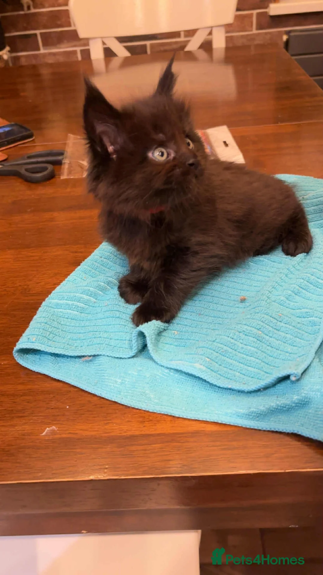 Maine Coon cats for sale: Pedigree Maine Coon xl - Advert 2