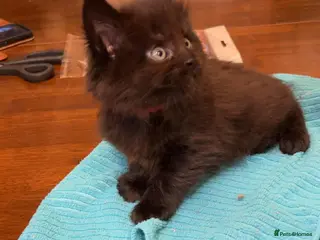 Maine Coon cats Pedigree Maine Coon xl - Advert 6