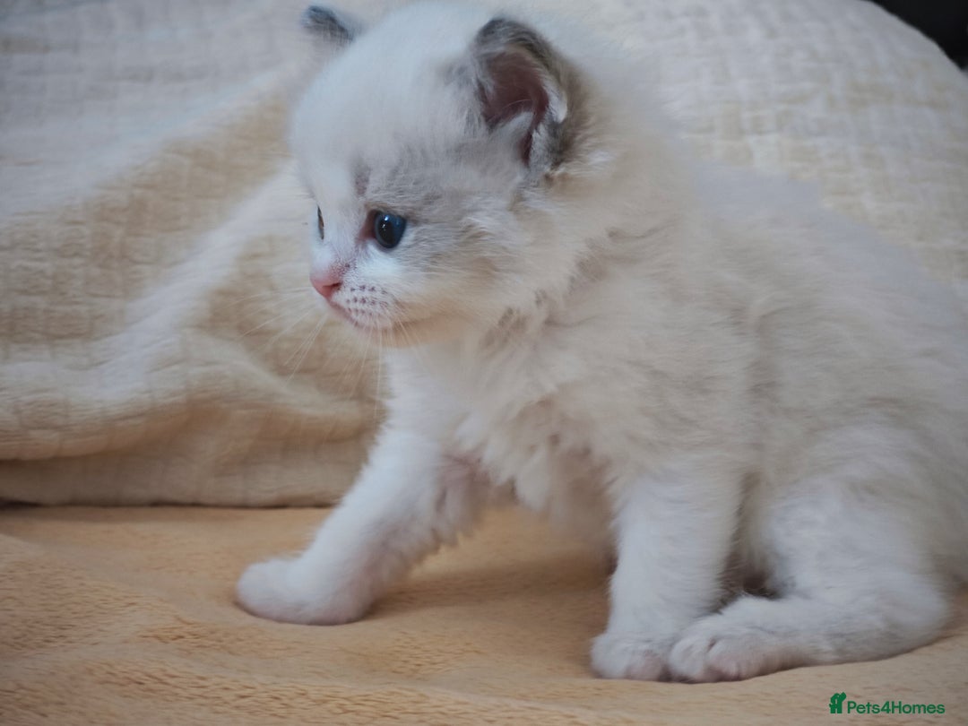 Ragdoll cats for sale: Pure Ragdoll Kittens (2 Male, 2 Female) - Image 10