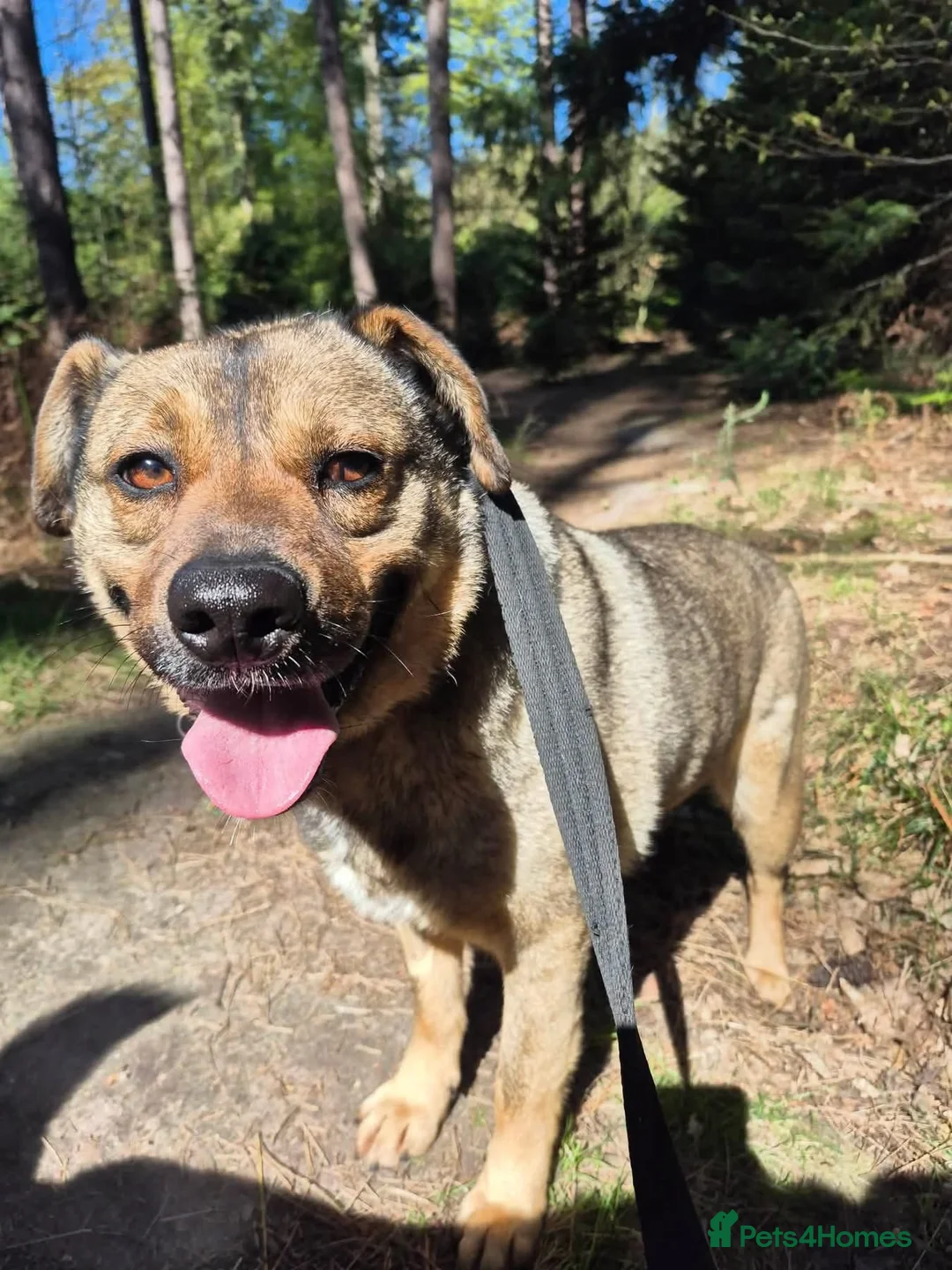 Mixed Breed dogs for adoption: Floyd - Norwich Norfolk  - Advert 1