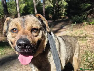 Mixed Breed dogs Floyd - Norwich Norfolk - Advert 2