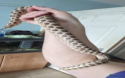 Snake reptiles for sale: 2 male hognose snakes  - Image 2
