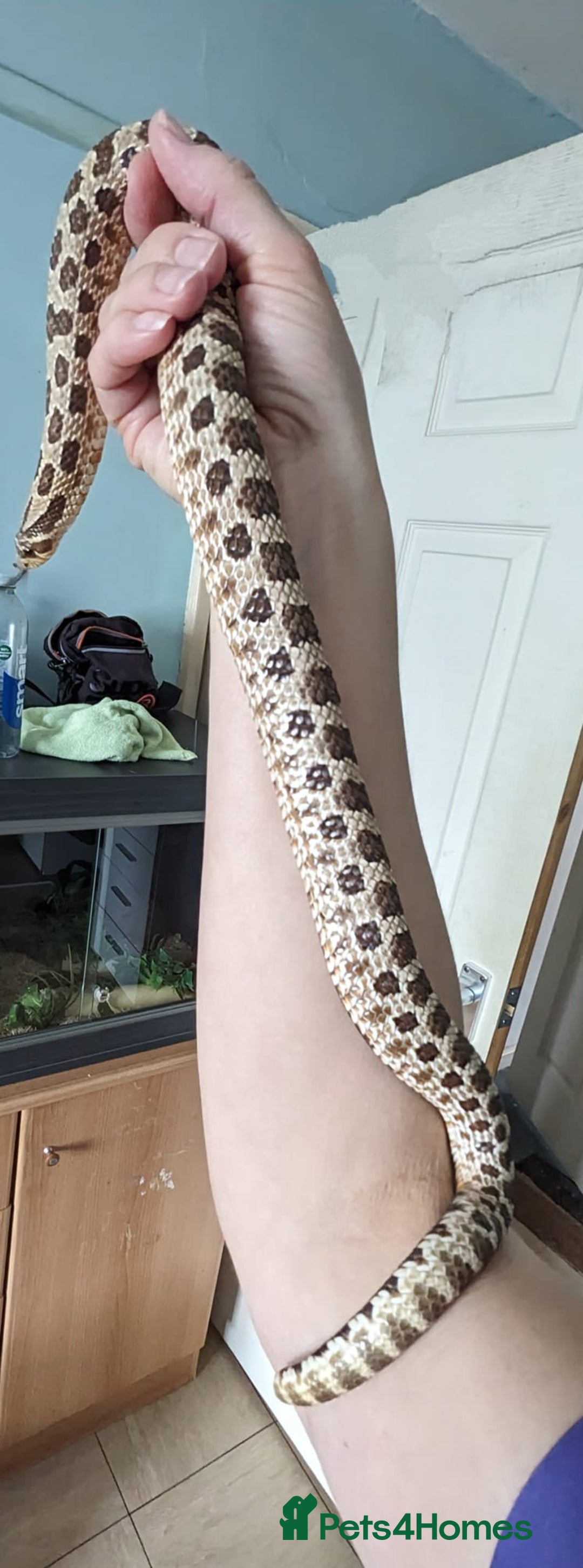 Snake reptiles for sale: 2 male hognose snakes  - Image 2